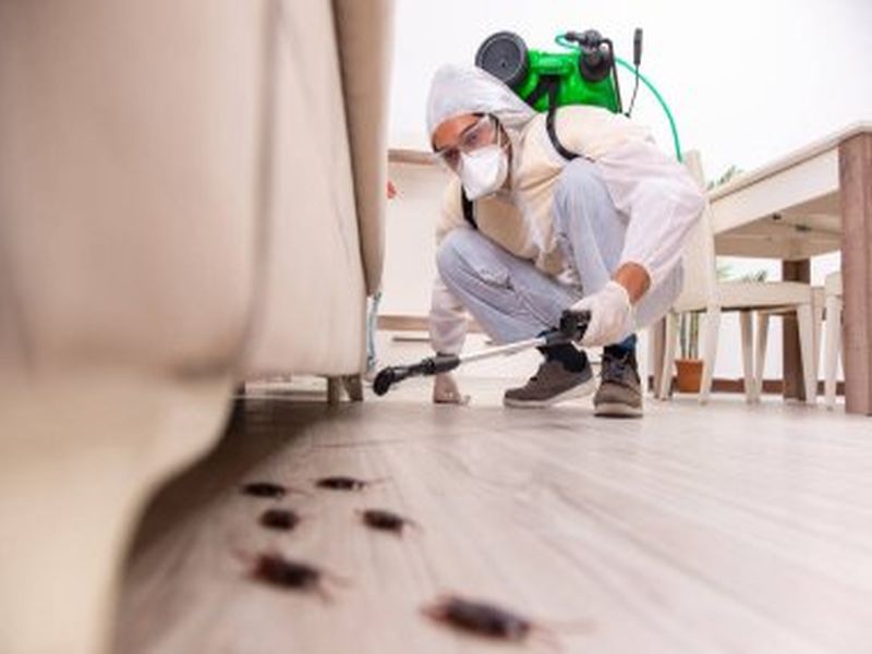 Pest Control Sydney: Tips for Effective Rat Control in Food Service Establishments