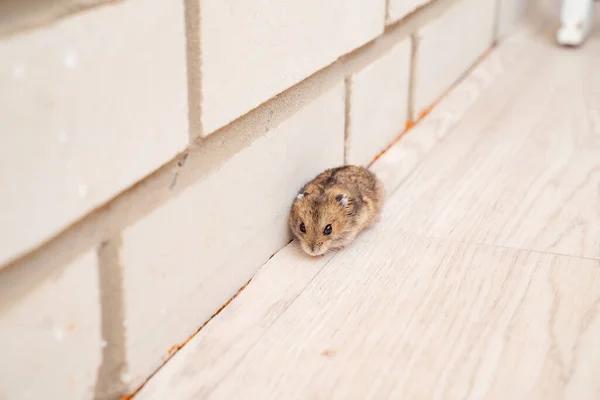 Sydney's Expert Rodent Control Services for Homes