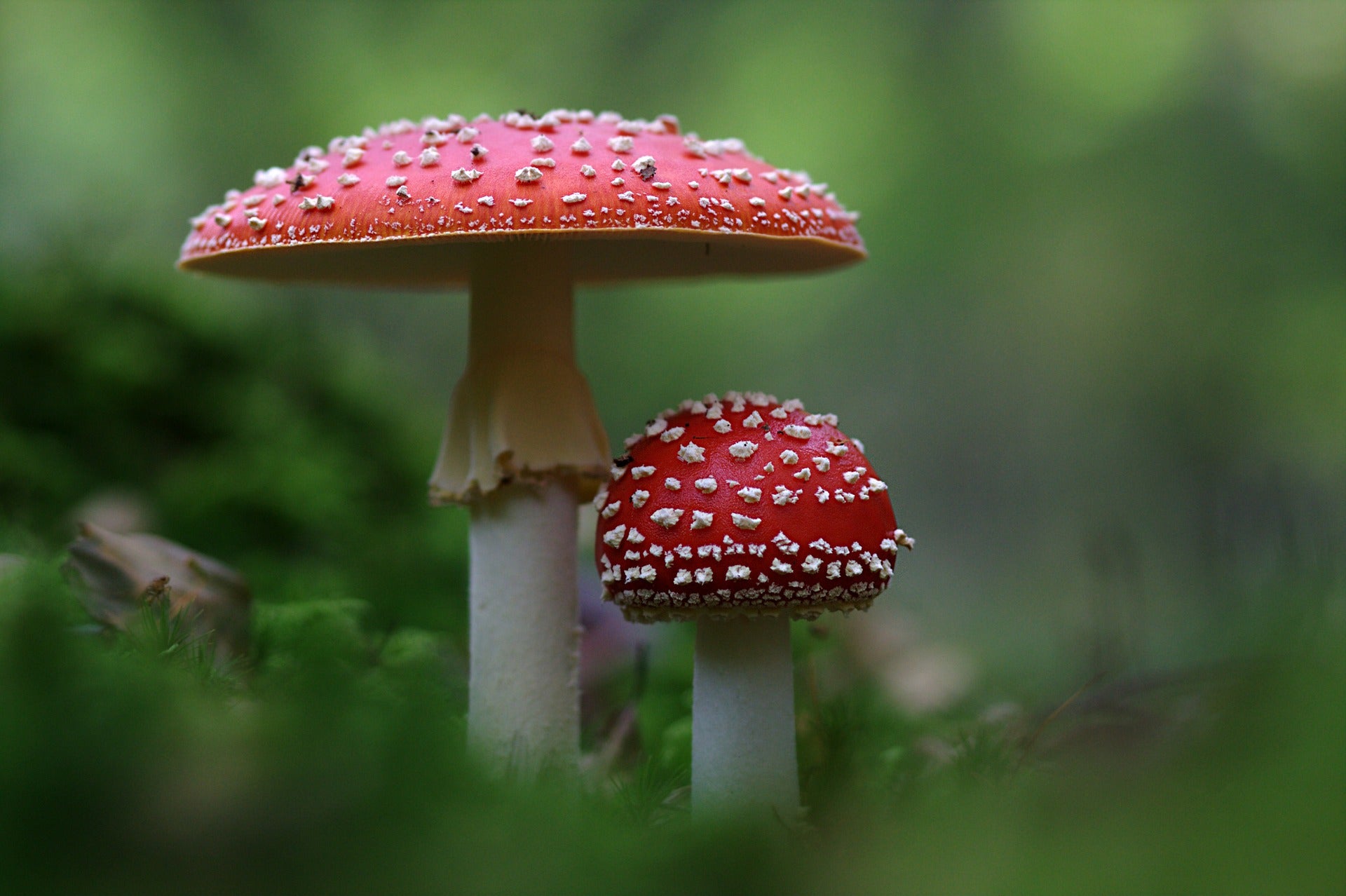 Savor the Serenity Amanita Muscaria Gummies for a Tranquil Lifestyle