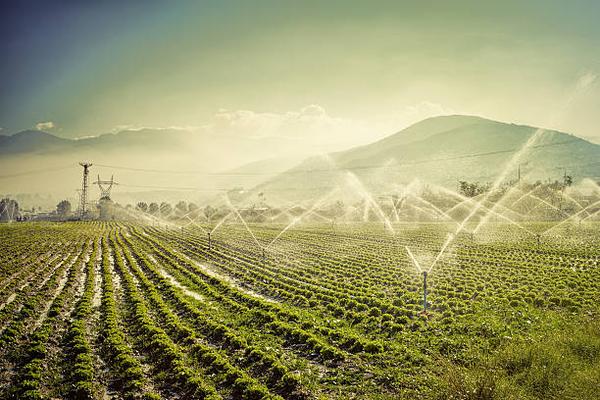 Skinner Farms' Cutting-Edge Irrigation Practices