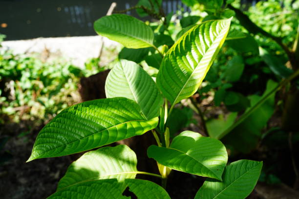 Guidelines for Purchasing Kratom Safely Online